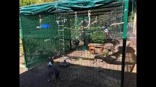 Flaming Hoops Aviary Build