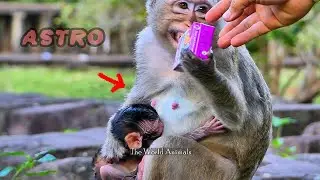 My Heart is Broken! Pitiful Astra Young Mother Monkey Missing Newborn | The World Animals