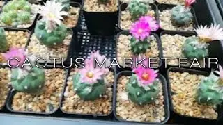 CACTUS MARKET FAIR