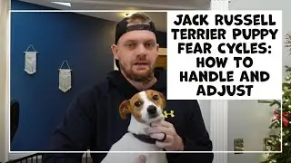 Jack Russell Terrier Puppy Fear Cycles: How To Handle Your New Dog's Fear Periods and Stages