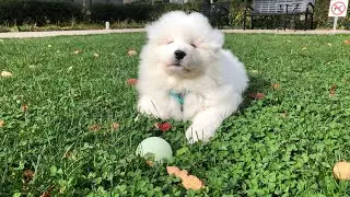 Adorable Prancing Samoyed Puppy with Floppy Ears