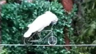 Amazing Bird Rides Bike on Tightrope