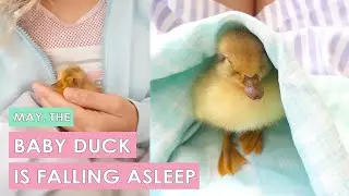 May the duckling is falling asleep (from baby to adult)