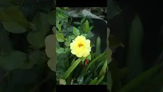 Canon 1D Mark IV & Helios 44M KMZ &ndash; Botanical Test 🌿📷