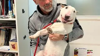 World's Happiest Bull Terrier | The Bilbies