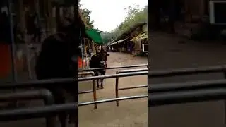3 horns cow🐄 and 3 eye👀