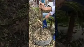 Manual Peanut Threshing