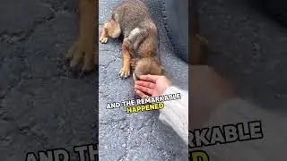 ⚠️ Crying dog reacts to touch 💛  #dog #shorts #dogrescue
