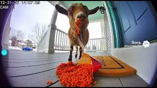 Animals react to SPICY noodles&hellip; caught on Ring camera