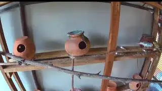Ohel Perch Live Stream