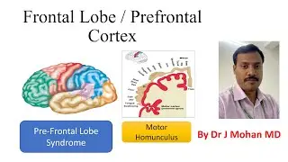 Physiology of Frontal lobe I Prefrontal cortex I Pre frontal lobe syndrome for medical students