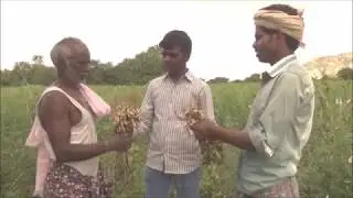 5x5 model crop cutting experiment in Groundnut _ Anantapur District