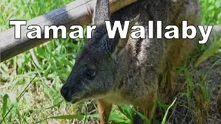 Tammar Wallaby