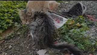 I am happy when I see stray cats happily eating the food I give them.