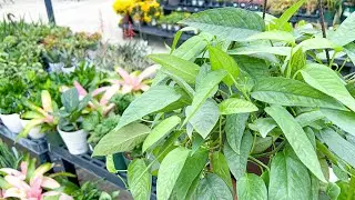 Relaxing Plant Shopping at a Big Box Store