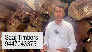 മുള്ളുവേങ്ങ | പാൽകൈനി  #forest #wood