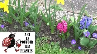 Conseils jardinage: Anémone de Grèce: Plantation, taille et entretien: Plante  vivace