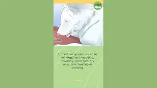 How To Tell if Dog Has Fever Without Thermometer