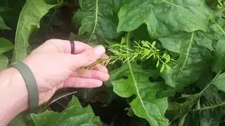 Cardamine flexuosa [Wavy Bittercress] Displaying Explosive Dehiscence II