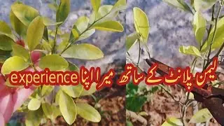 How to prune Lemon plant and how to Care after pruning/Pruning season of Lemon plant 