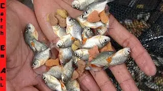 PIRANHA in FLORIDA FISH TRAP **baby pacu fish tank**