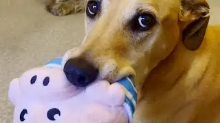 My Pig, Don't Touch! 🐶 🐽