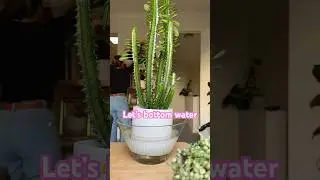 🌵Let&rsquo;s bottom water a few of my indoor cacti + succulents
