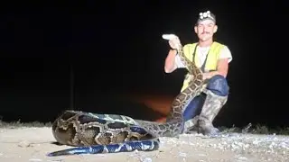 Big Snakes - Python Hunting in the Florida Everglades - Ep. 6
