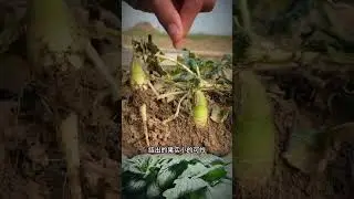 #Tips for growing radishes#The correct way to remove leaves from a radish#radish