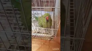 A Clever Bird 🐦#Parot❤