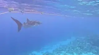 Shark in Sharm 2024