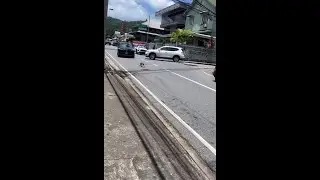 Monkey Escapes Zoo, Causes Traffic Chaos