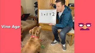 Funny Robby and Penny Tik Tok Video 2020 | Best Funny Dog Talking Compilation - Vine Age ✔