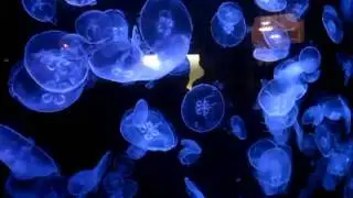Jellyfish at Shedd Aquarium