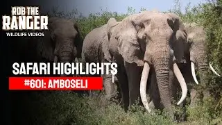 Основные моменты сафари # 601: 10 марта 2021 г. | Амбосели / Зебровые равнины | Последние наблюдения
