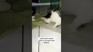 COCKROACH VS CATS