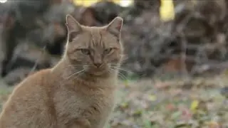 Animal advocates expected to go before city council, seeking more humane way to control the &lsquo;com...