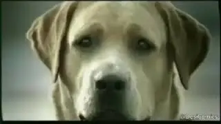 Dog Sad Love story...