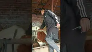 Cow afraid of injection, this cow struggles fiercely