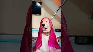 Desi Saree Makeover 🌟 golden retrieve 🤣🥻 #dog #funny #youtubeshorts #goldenretriever #shorts