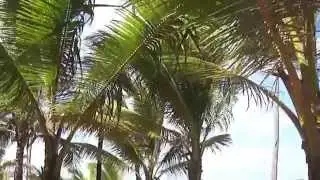 M4H00041 Dominicana beach