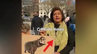 Marvippopotamus #MarviSirmed #KhalilUrRehmanQamar