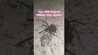 DON'T Kill This Spider! #shorts
