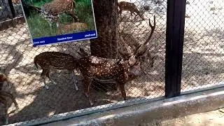 Spotted Deer @ Guindy Childern Park, Chennai, India, Asia