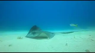 Diving in Little Corn Island at The Little Dive Shack by the Sea @dereksplace1342