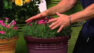 Cottage Farms Dazzling Design 6-piece Fragrance Garden with Carolyn Gracie