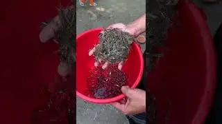 Icha Fish|| ইচা মাছ