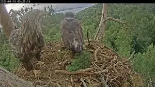 завтрак родителей... ребёнок вернулся! 🦅🦅🐥🐟💕 16.07.2023 / parents' breakfast... and the baby is back