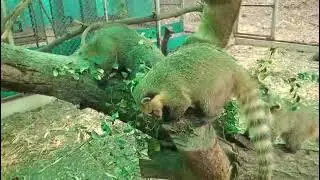 Foraging Enrichment Activity: South American Coati Exploring Ziziphus Branches