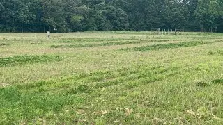 Deer food plot variety trial: Soybeans, cowpeas, lablab, alfalfa, and American jointvetch ￼
